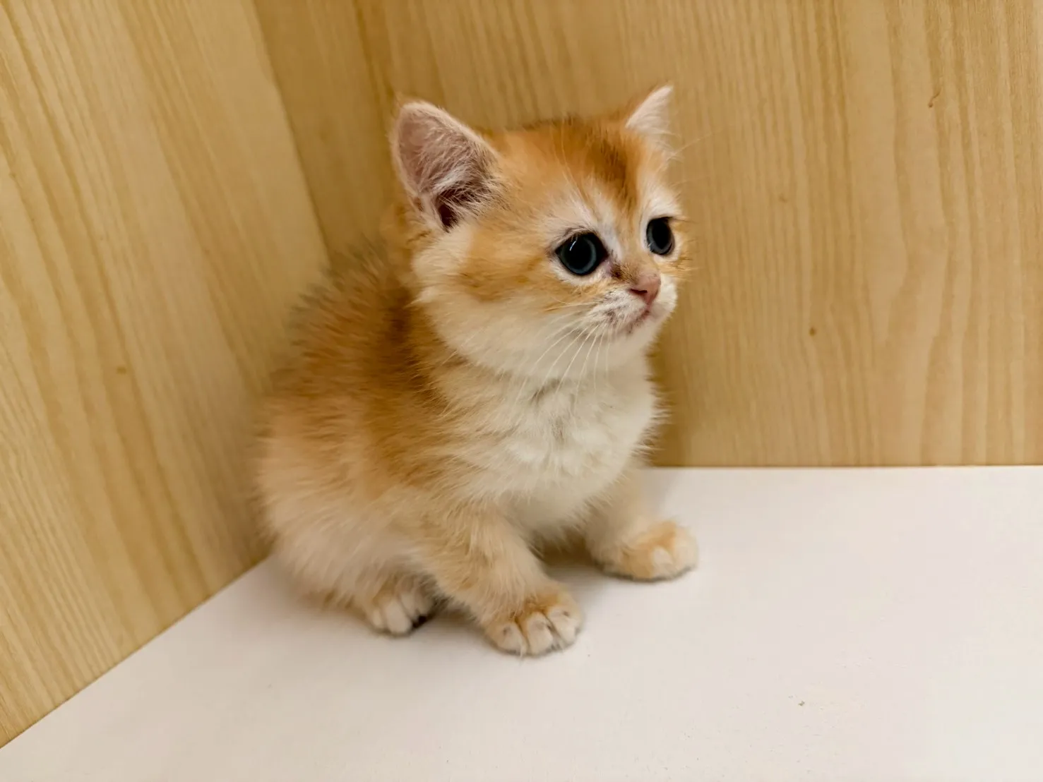 東)熊版金漸層英短妹妹 114/12/20 (金咪-已有家長