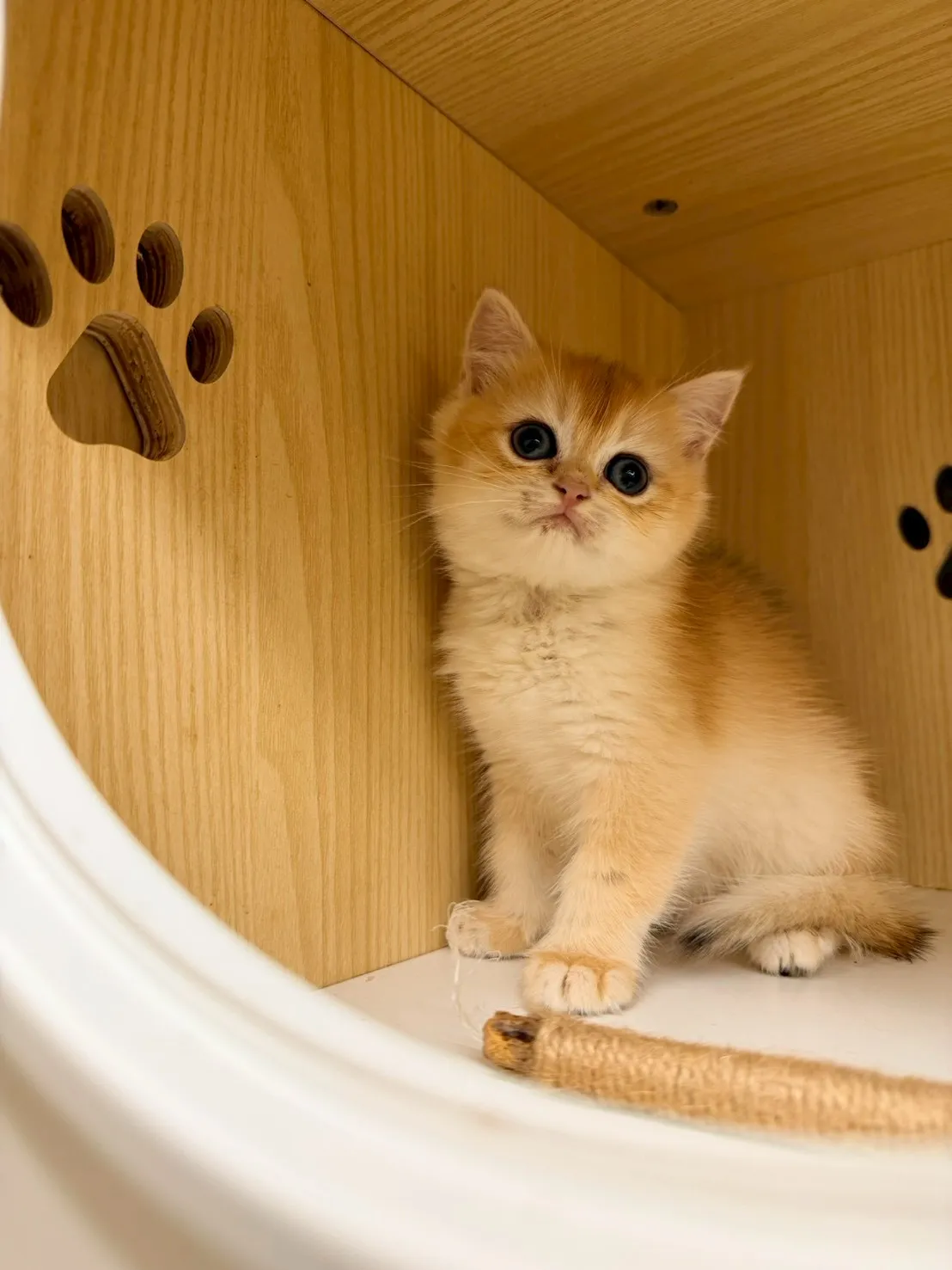 東)熊版金漸層英短弟弟 114/12/20 (金豆