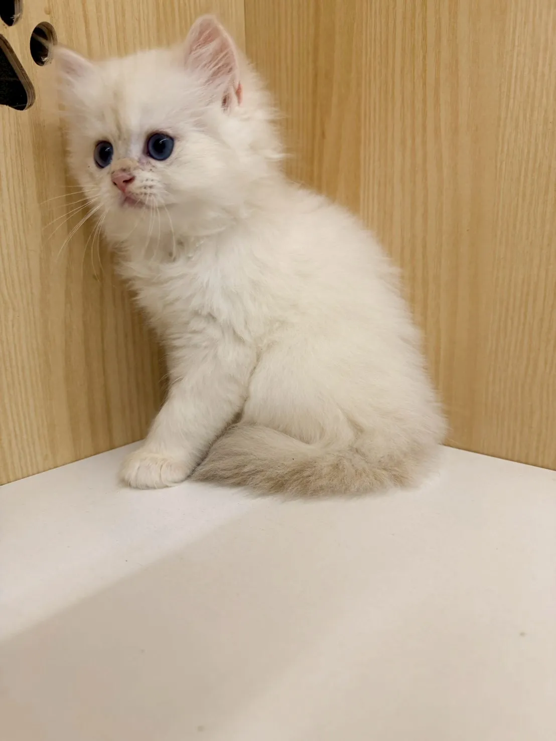 東)熊版重點色英長弟弟 114/12/20 (奶昔