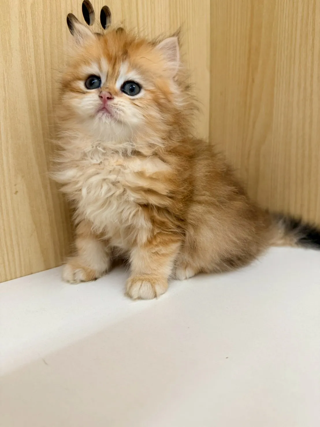 東)熊版金虎斑英長妹妹 114/12/20 (金泡芙