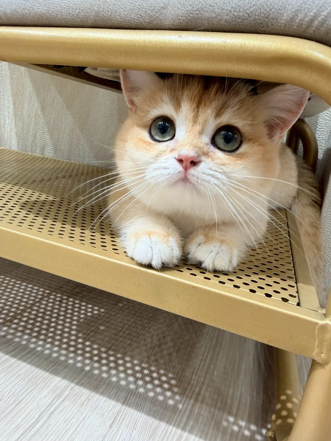 東)金漸層英短妹妹 114/10/10出生 (金古錐-已有家長