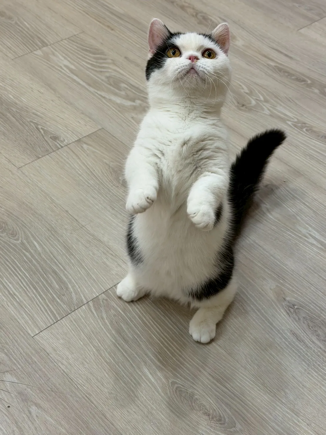 東)黑白曼斥肯-小奶瓶 114/9/3 