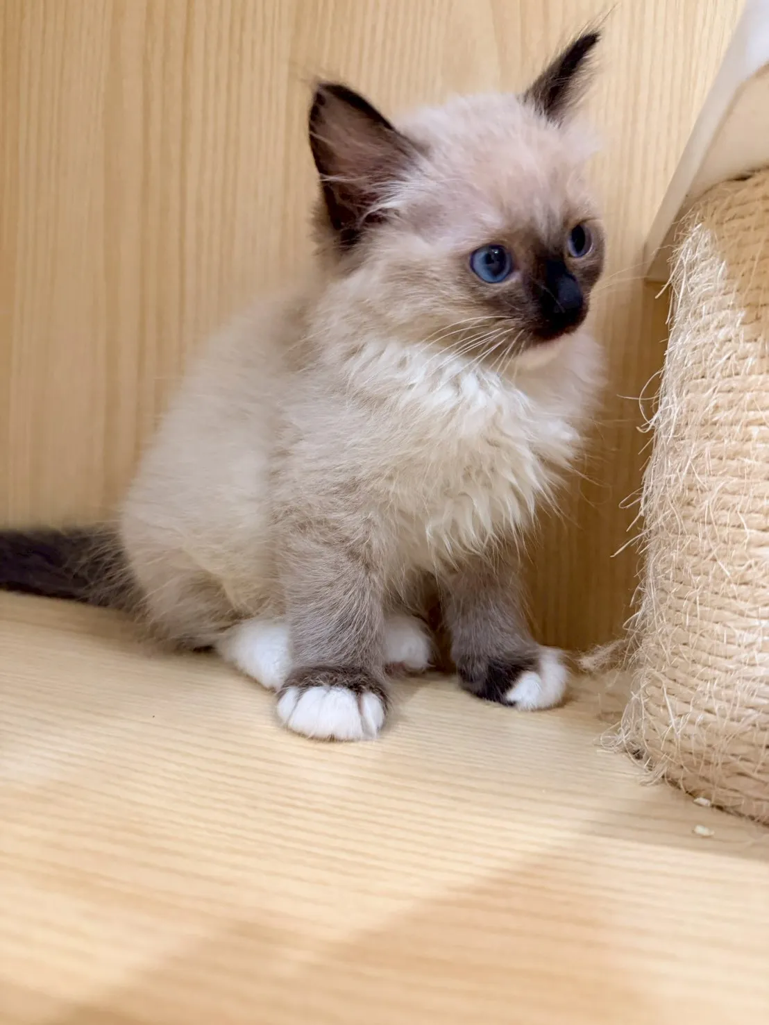 東)重點色布偶 妹妹-南奶  115/1/27