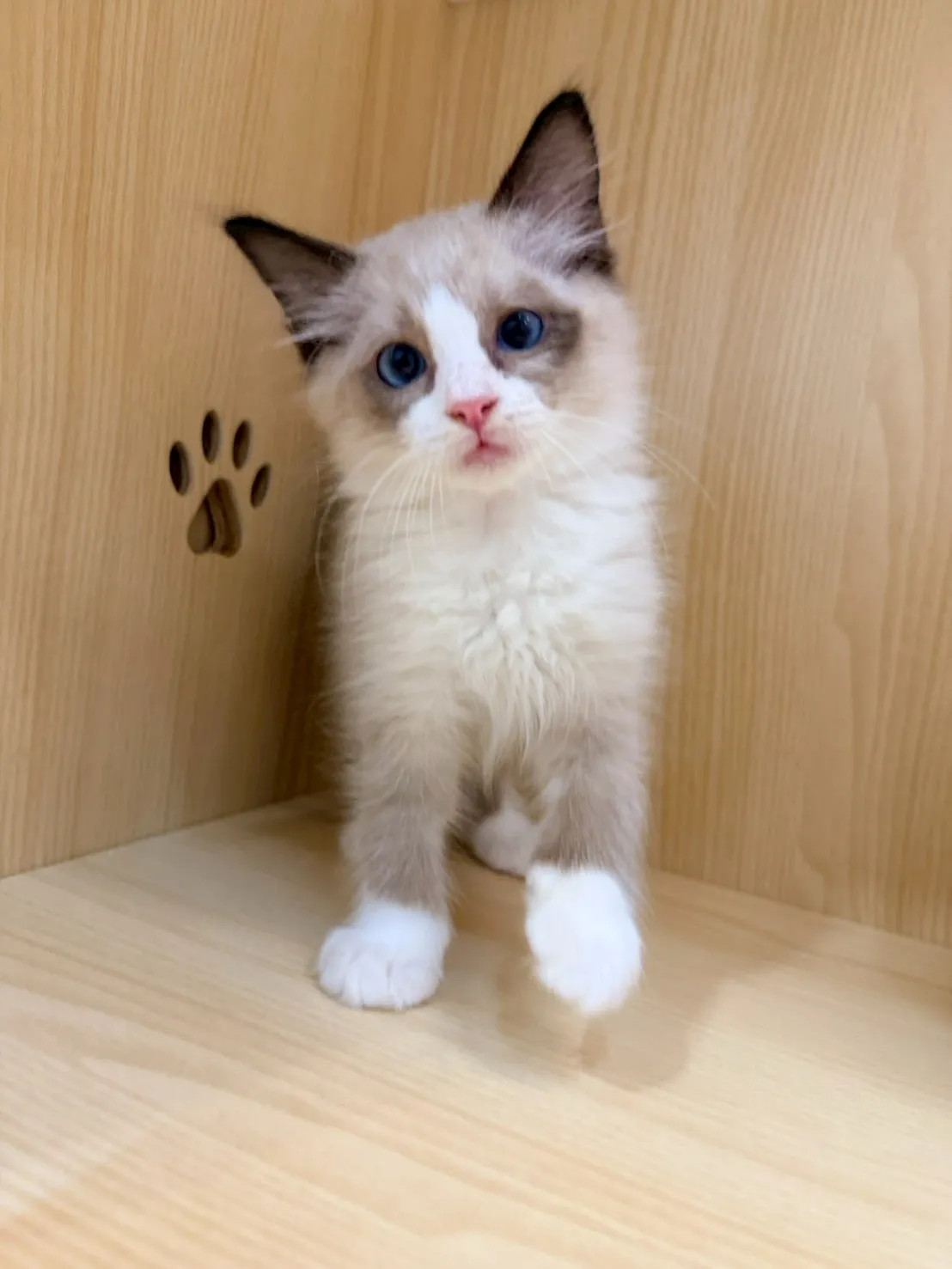 東)海豹雙色布偶 弟弟-南糖  115/1/27