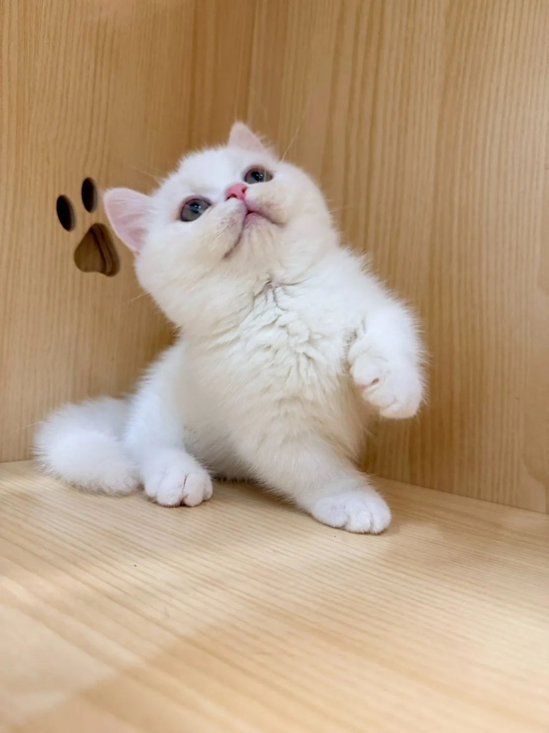 東)曼斥肯妹妹 -蒜香  115/1/13