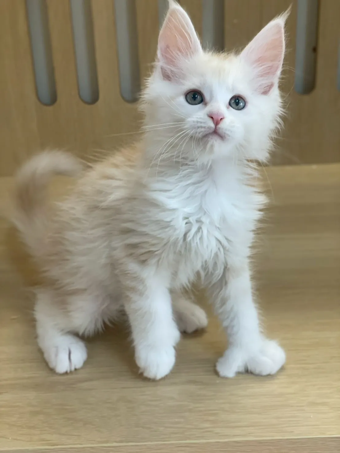 凱米爾緬因弟弟出生115/02/05出生