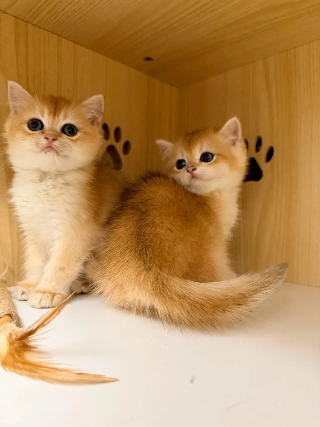 東)熊版金漸層英短妹妹 114/12/20 (金咪-已有家長