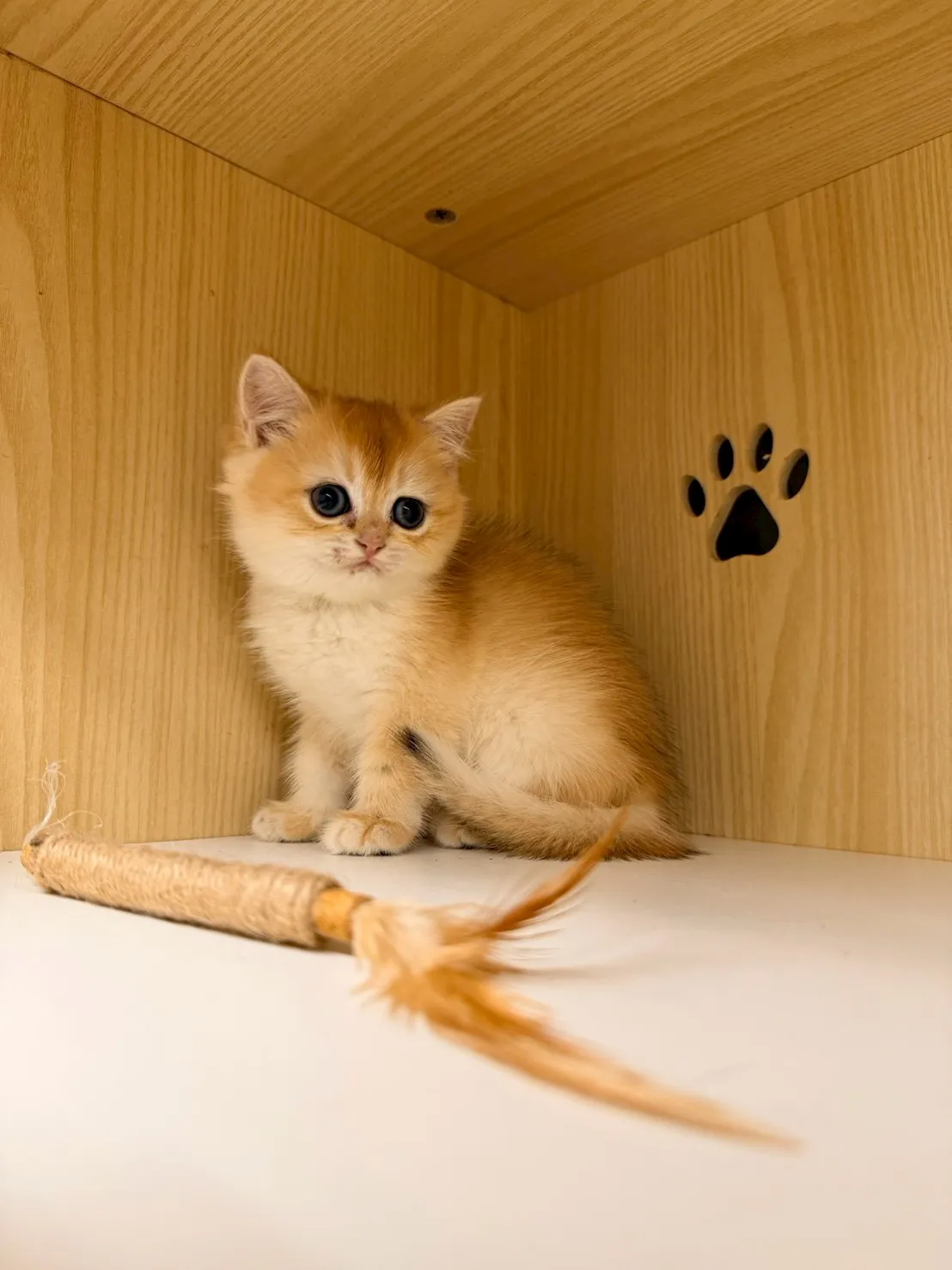 東)熊版金漸層英短弟弟 114/12/20 (金豆