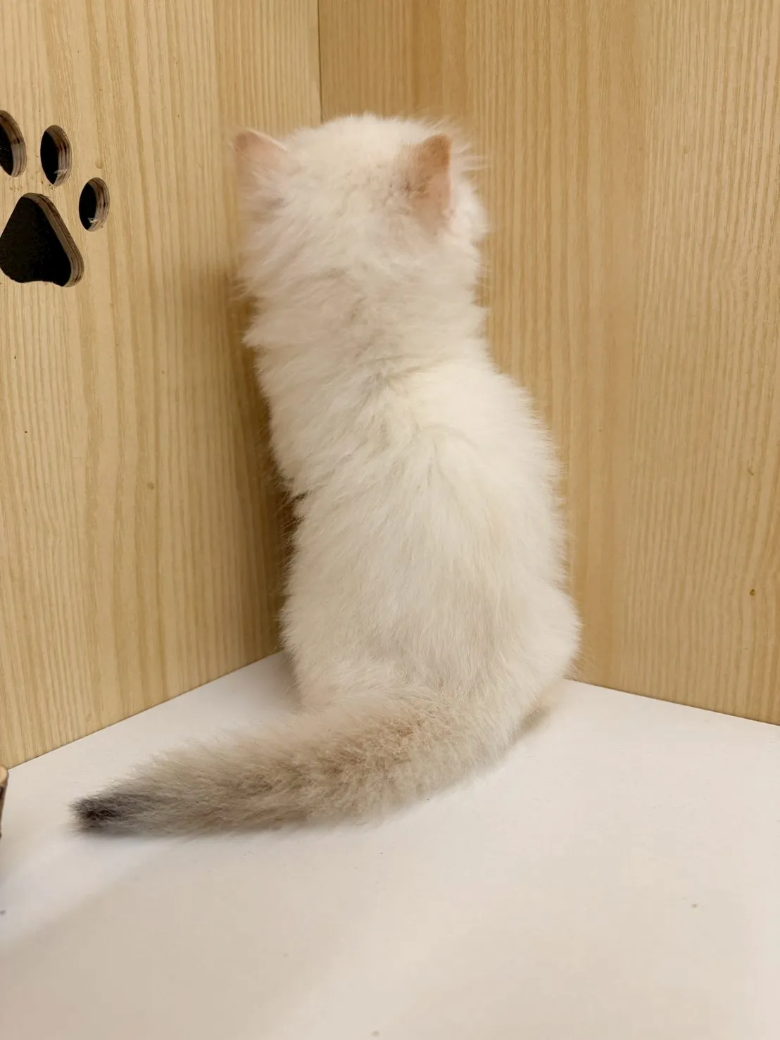 東)熊版重點色英長弟弟 114/12/20 (奶昔