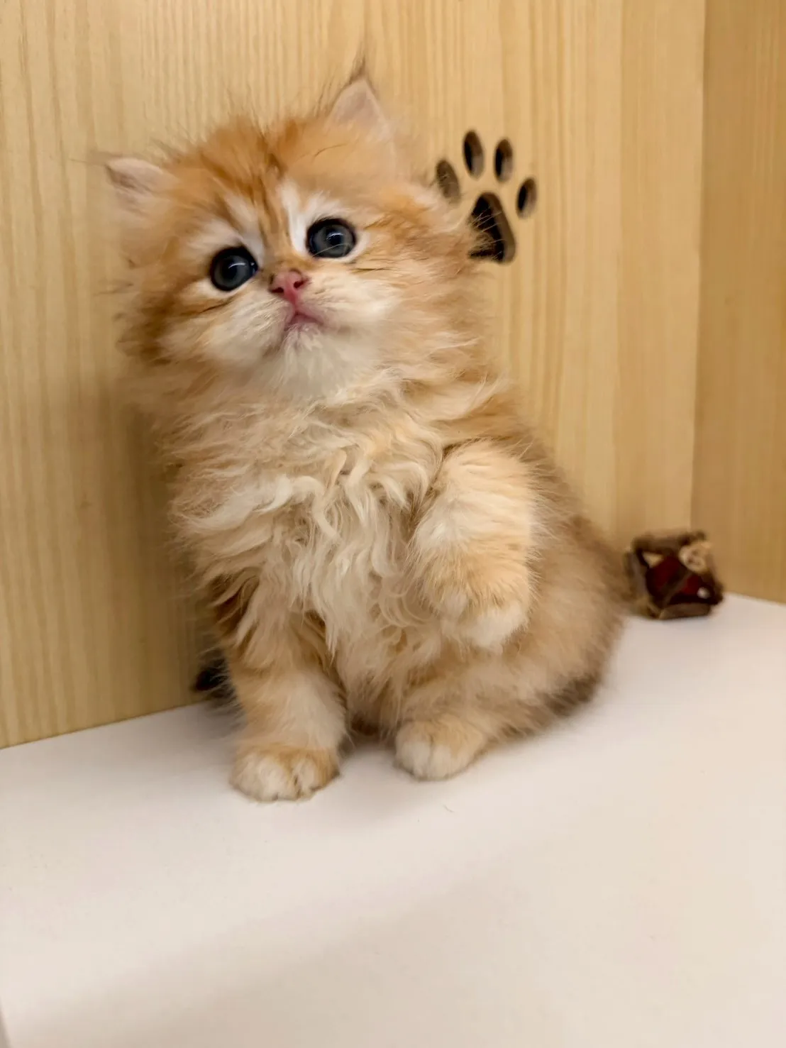 東)熊版金虎斑英長妹妹 114/12/20 (金泡芙