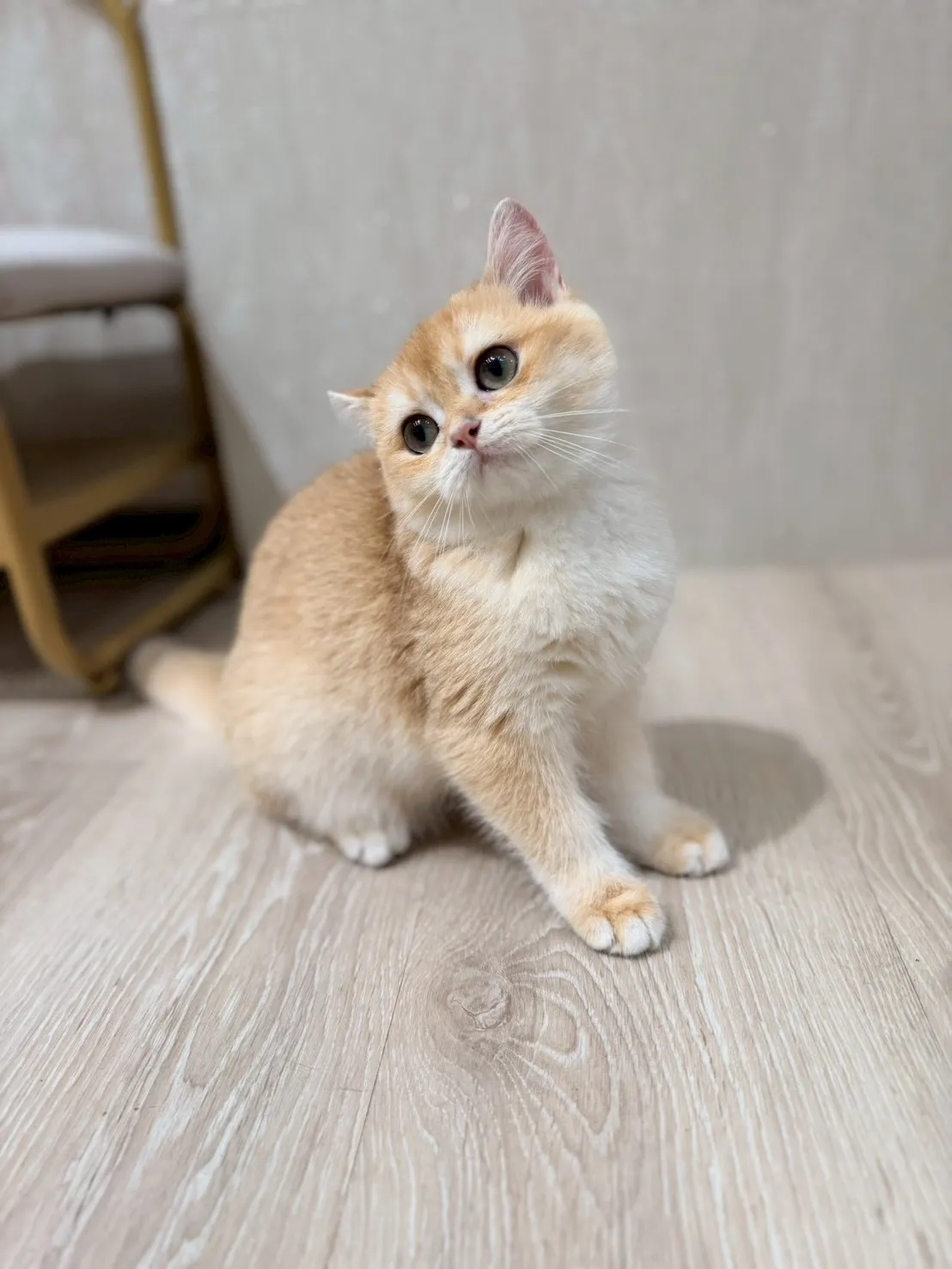 東)金漸層英短妹妹 114/10/10出生 (金古錐-已有家長