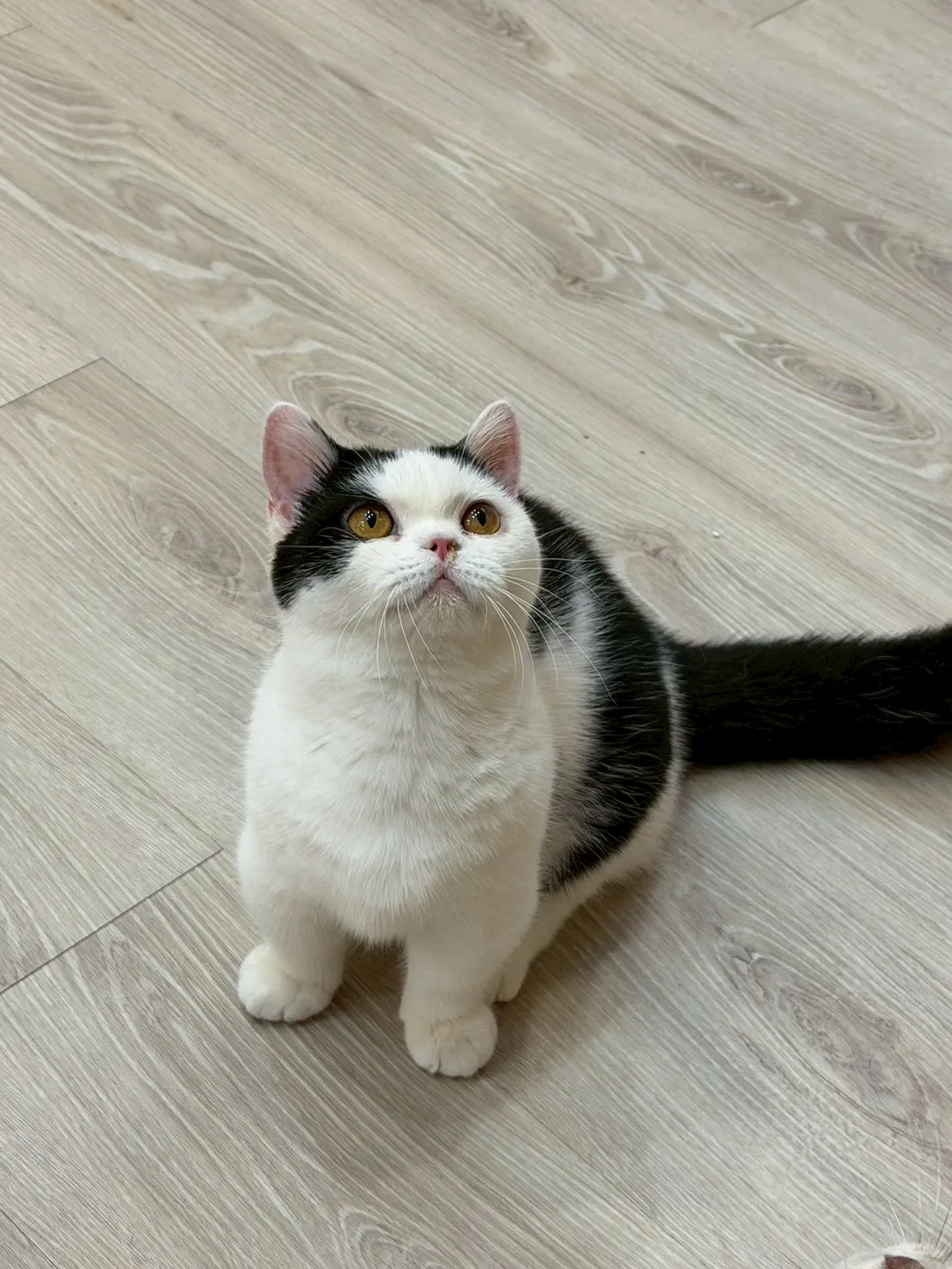 東)黑白曼斥肯-小奶瓶 114/9/3 