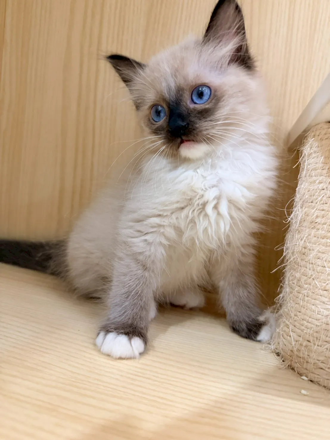 東)重點色布偶 妹妹-南奶  115/1/27