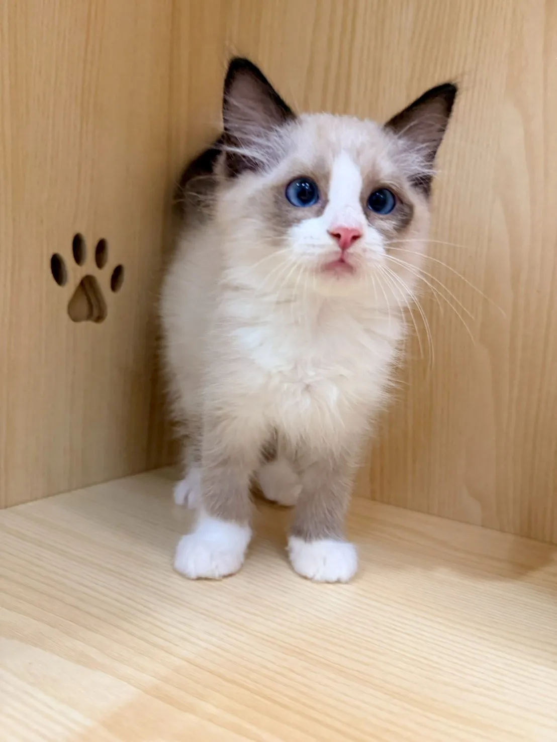 東)海豹雙色布偶 弟弟-南糖  115/1/27