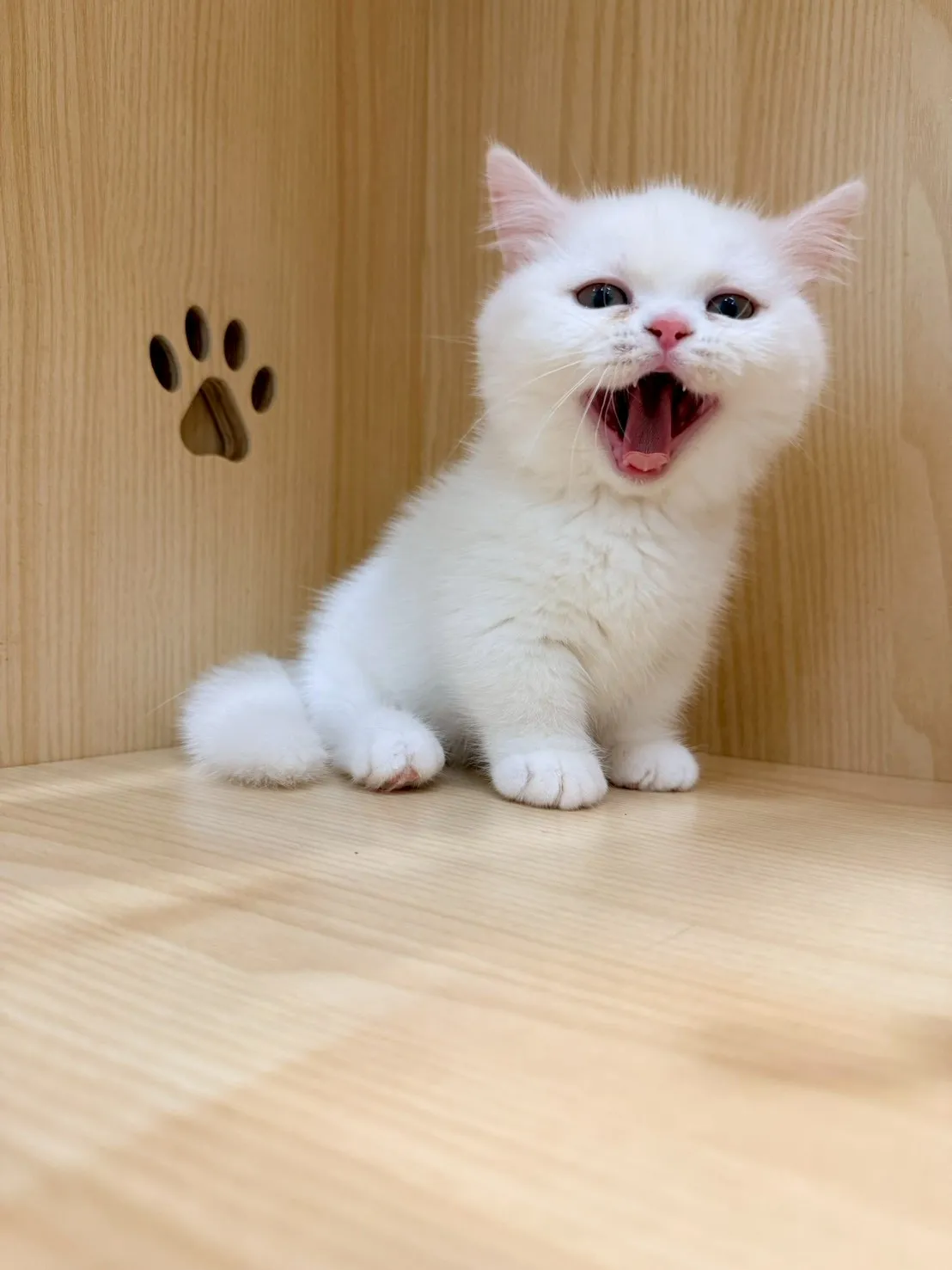 東)曼斥肯妹妹 -蒜香  115/1/13