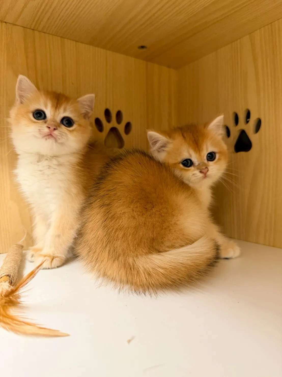 東)熊版金漸層英短妹妹 114/12/20 (金咪-已有家長