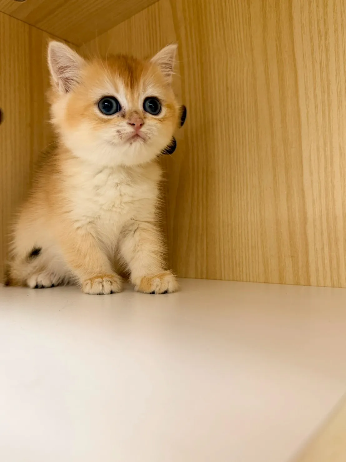 東)熊版金漸層英短弟弟 114/12/20 (金豆