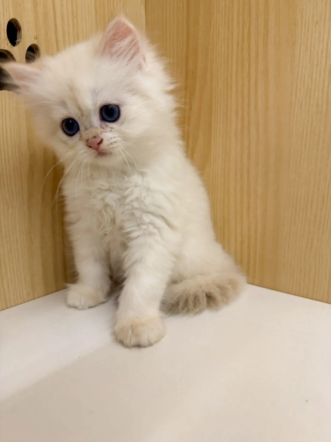 東)熊版重點色英長弟弟 114/12/20 (奶昔