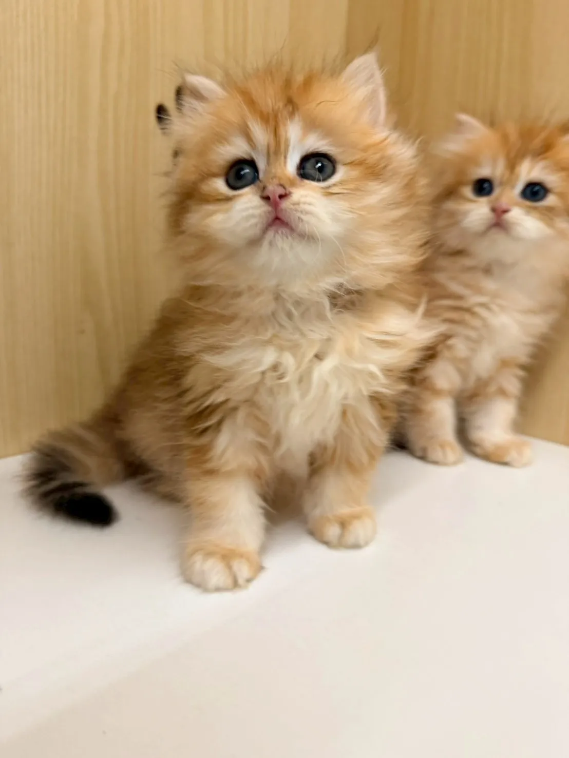 東)熊版金虎斑英長弟弟 114/12/20 (金多多