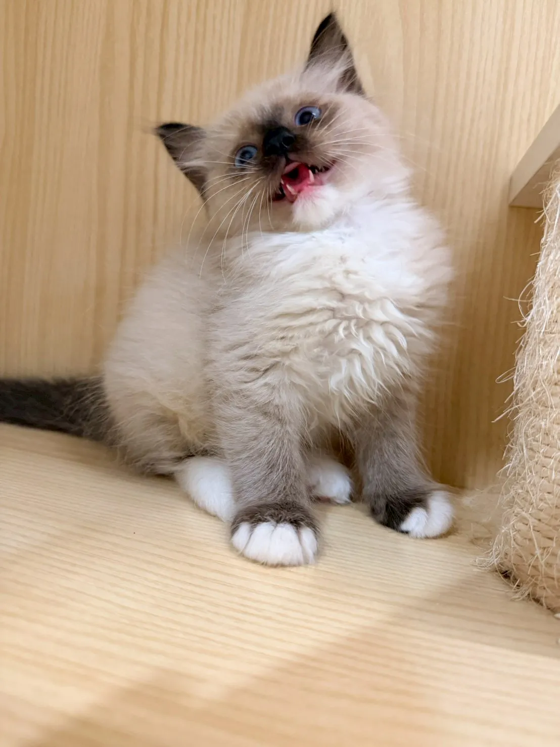 東)重點色布偶 妹妹-南奶  115/1/27