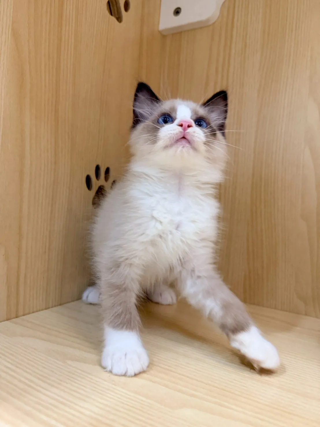 東)海豹雙色布偶 弟弟-南糖  115/1/27