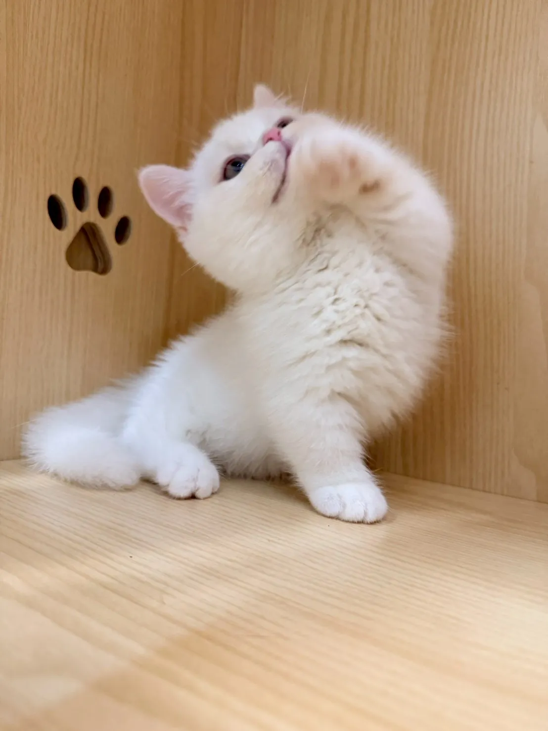 東)曼斥肯妹妹 -蒜香  115/1/13