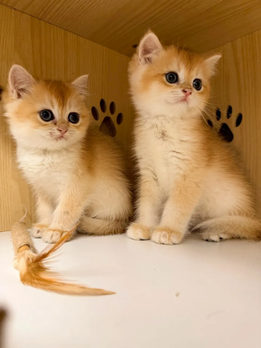 東)熊版金漸層英短妹妹 114/12/20 (金咪-已有家長