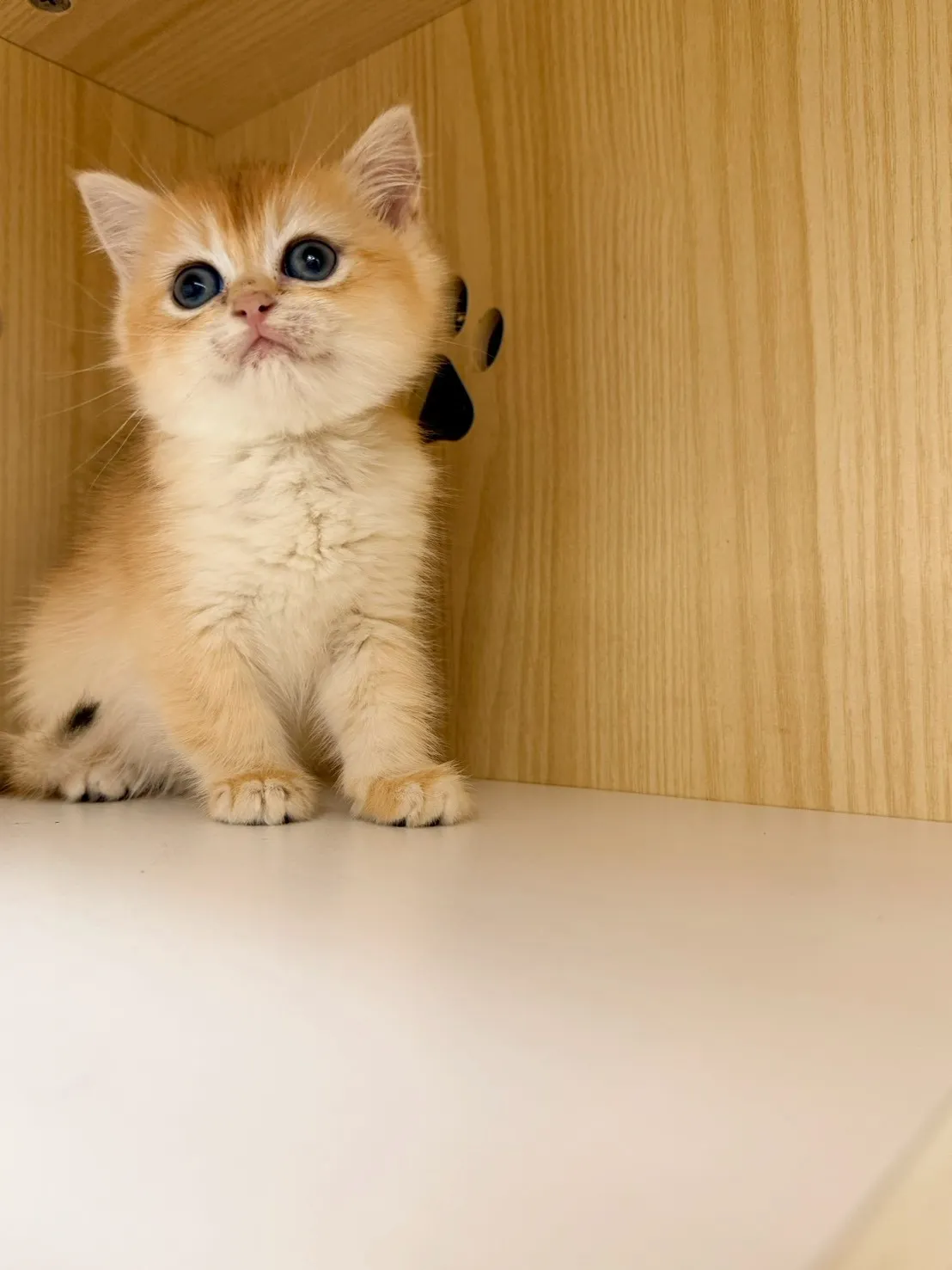 東)熊版金漸層英短弟弟 114/12/20 (金豆