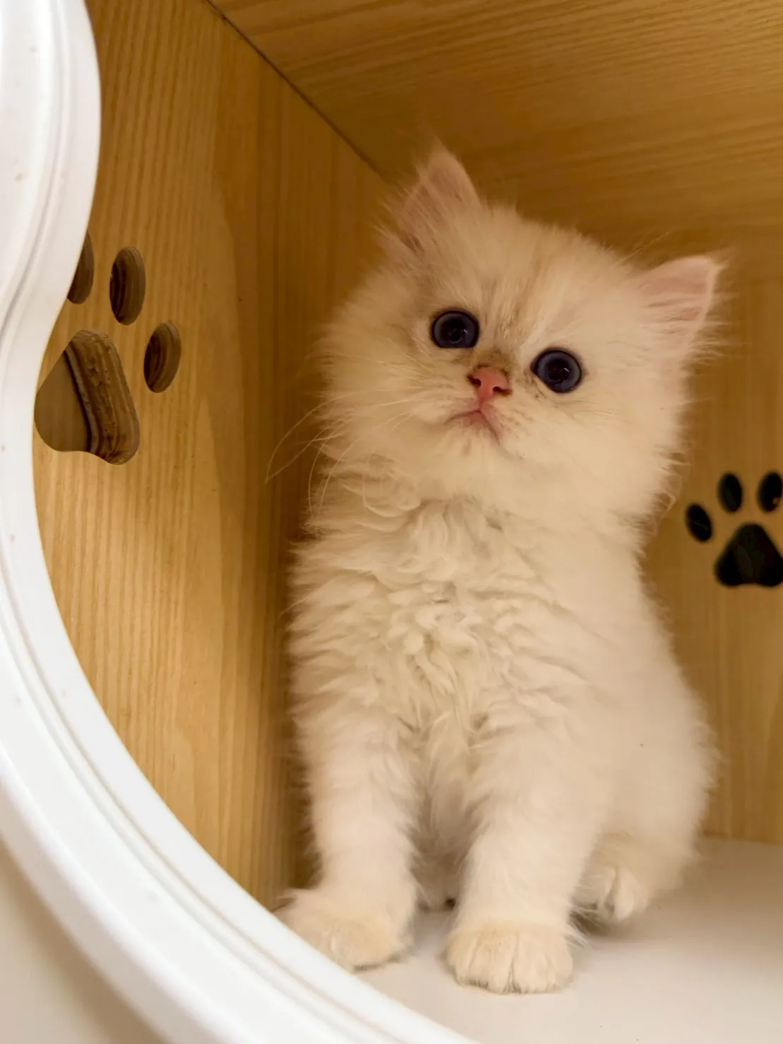 東)熊版重點色英長弟弟 114/12/20 (奶昔