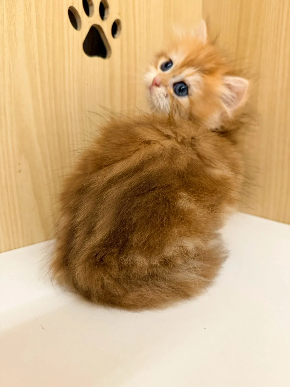 東)熊版金虎斑英長妹妹 114/12/20 (金泡芙