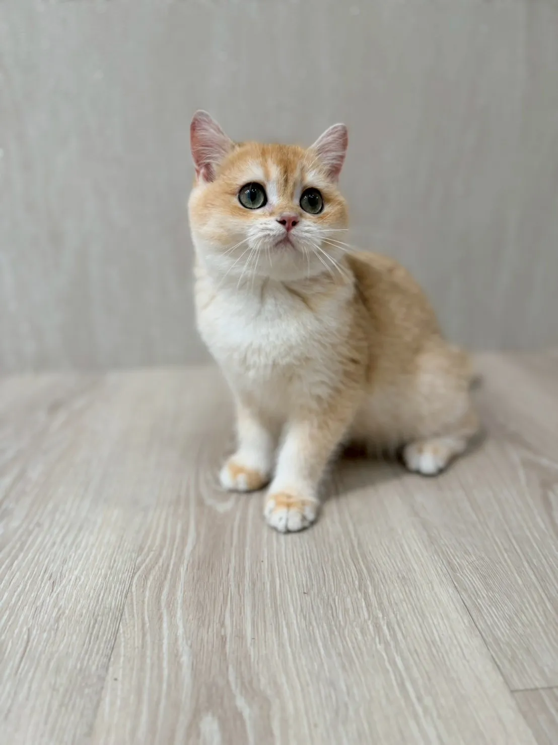 東)金漸層英短妹妹 114/10/10出生 (金古錐-已有家長