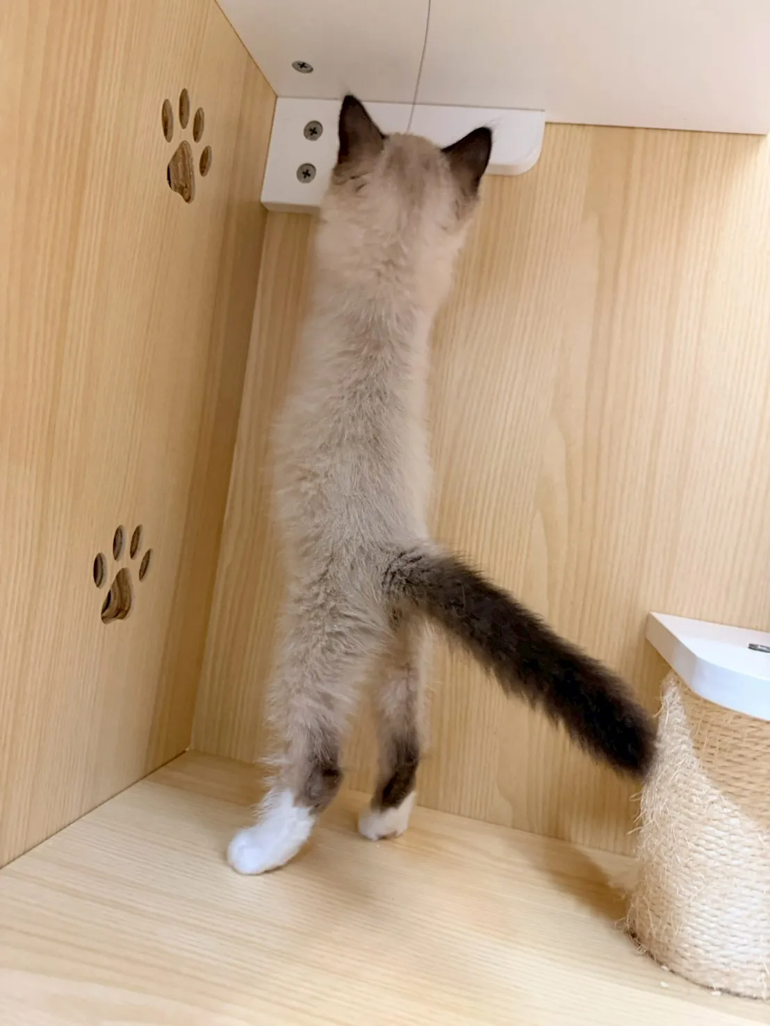 東)重點色布偶 妹妹-南奶  115/1/27