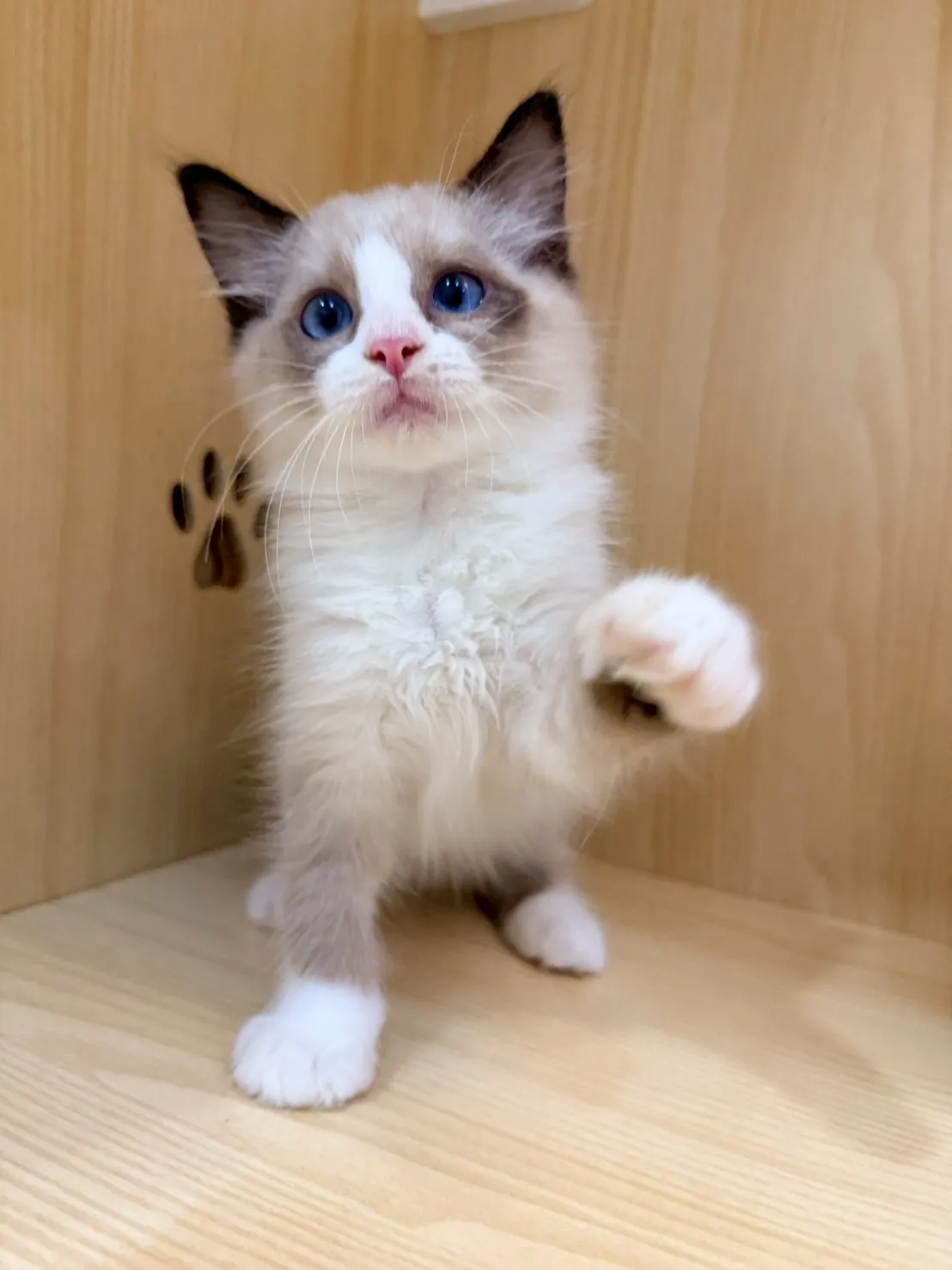 東)海豹雙色布偶 弟弟-南糖  115/1/27