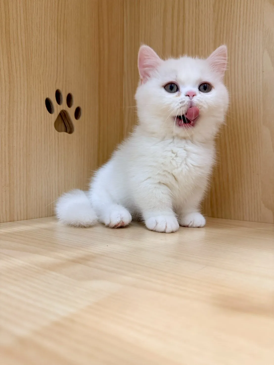 東)曼斥肯妹妹 -蒜香  115/1/13