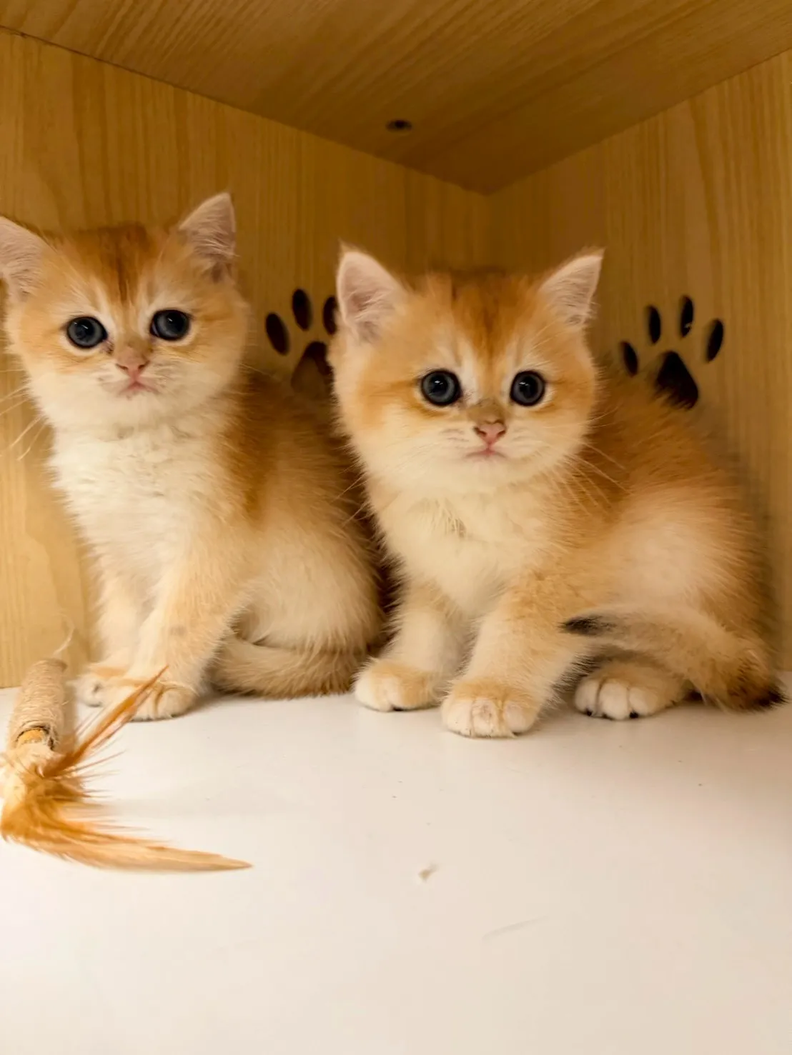 東)熊版金漸層英短弟弟 114/12/20 (金豆