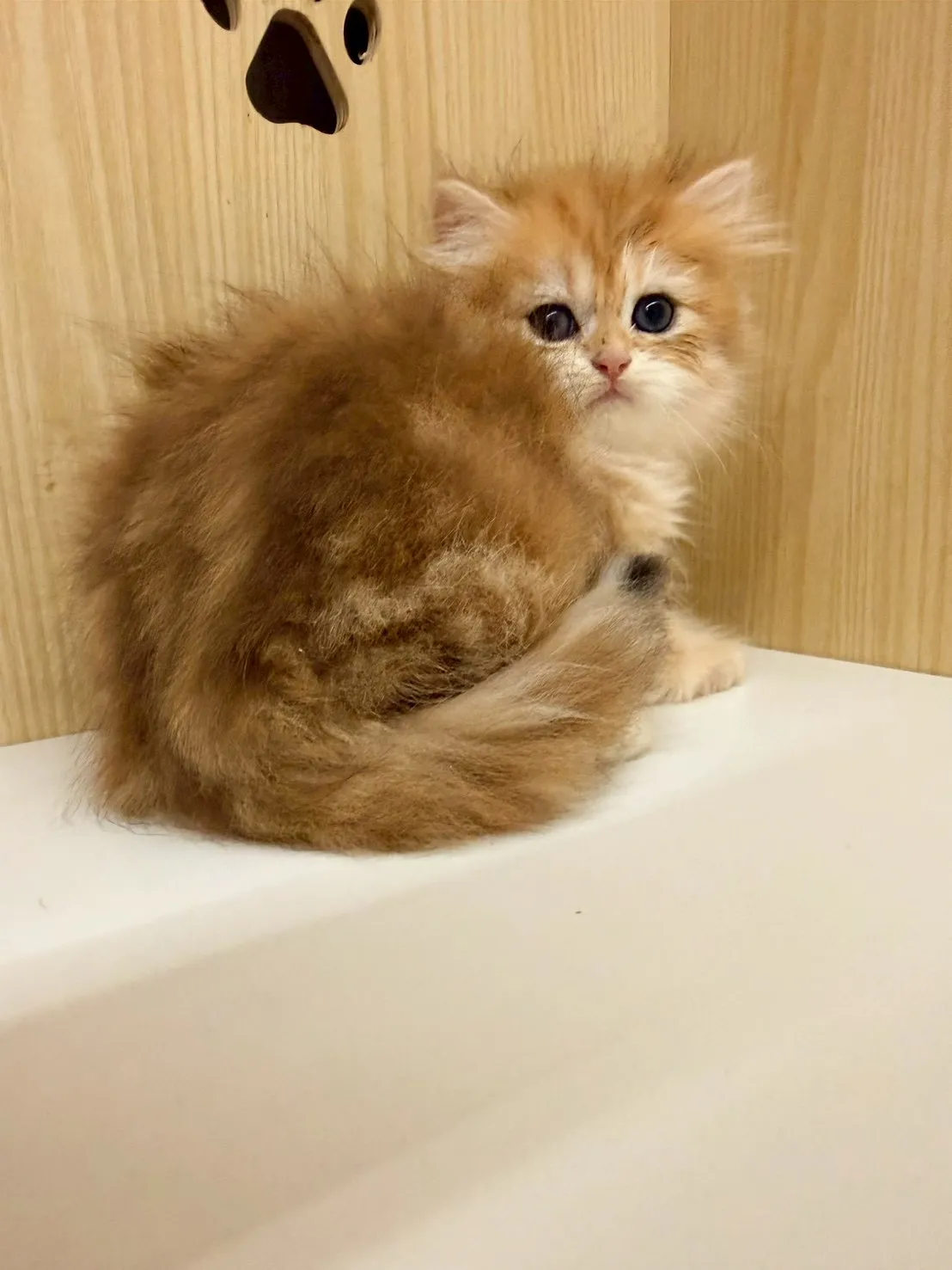 東)熊版金虎斑英長妹妹 114/12/20 (金泡芙