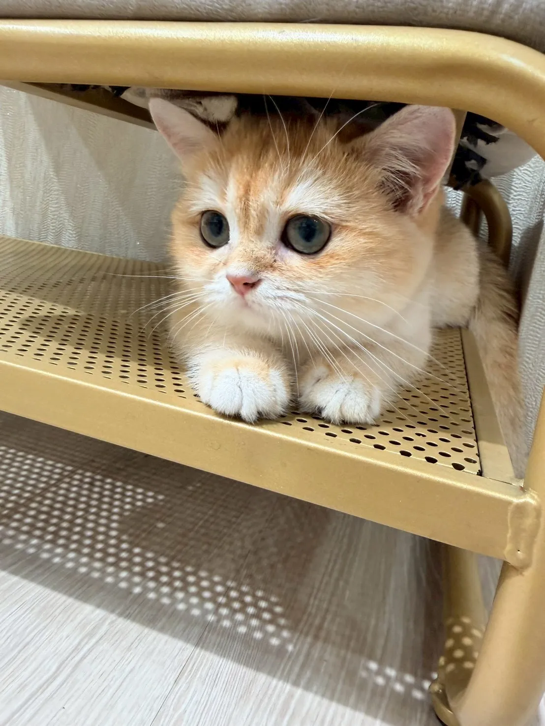 東)金漸層英短妹妹 114/10/10出生 (金古錐-已有家長