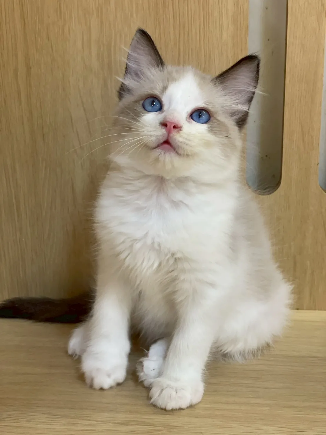 海豹雙色布偶弟弟出生115/01/27出生(朵朵