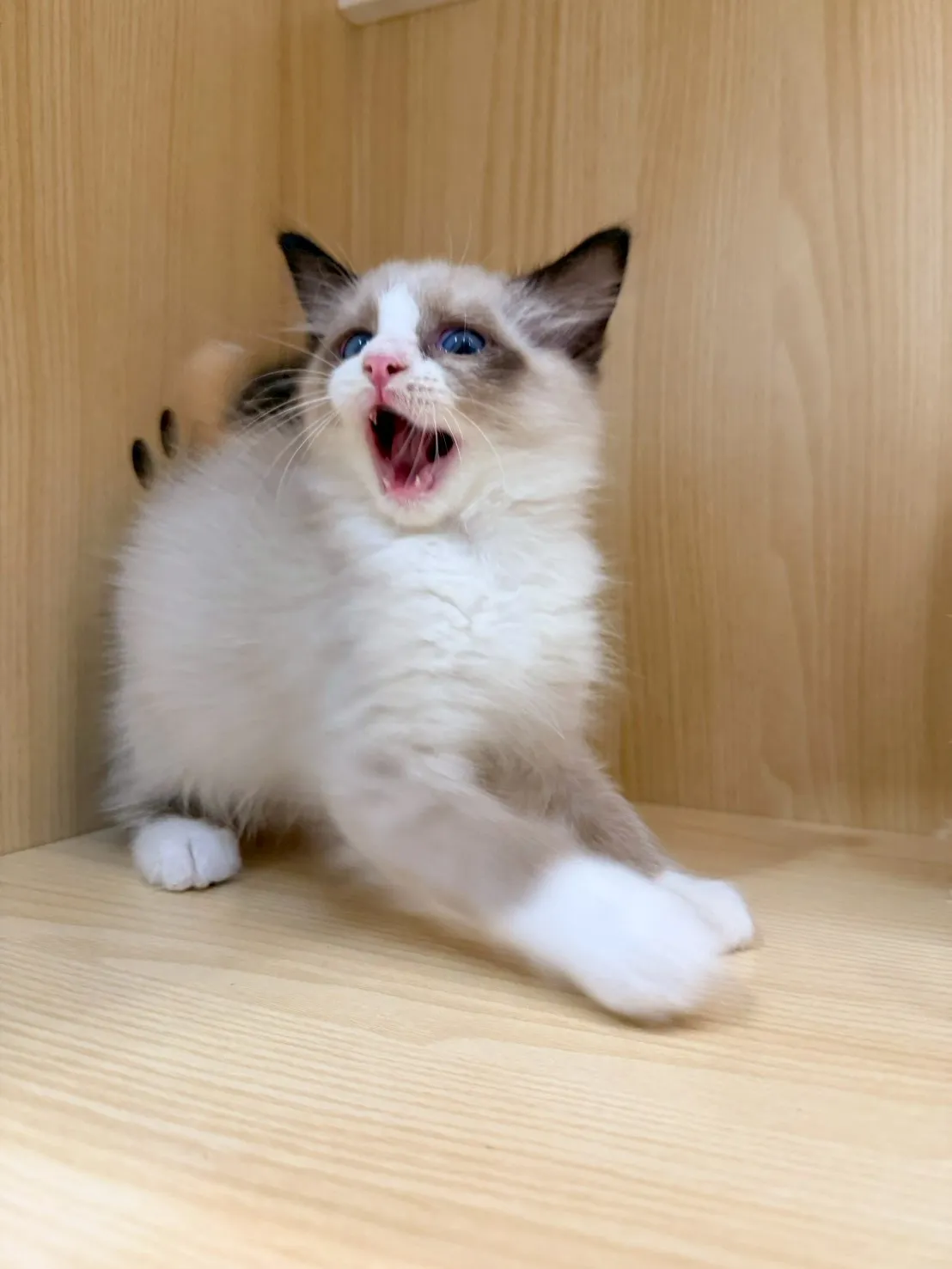 東)海豹雙色布偶 弟弟-南糖  115/1/27