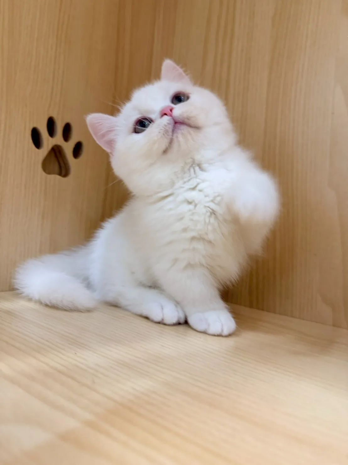 東)曼斥肯妹妹 -蒜香  115/1/13