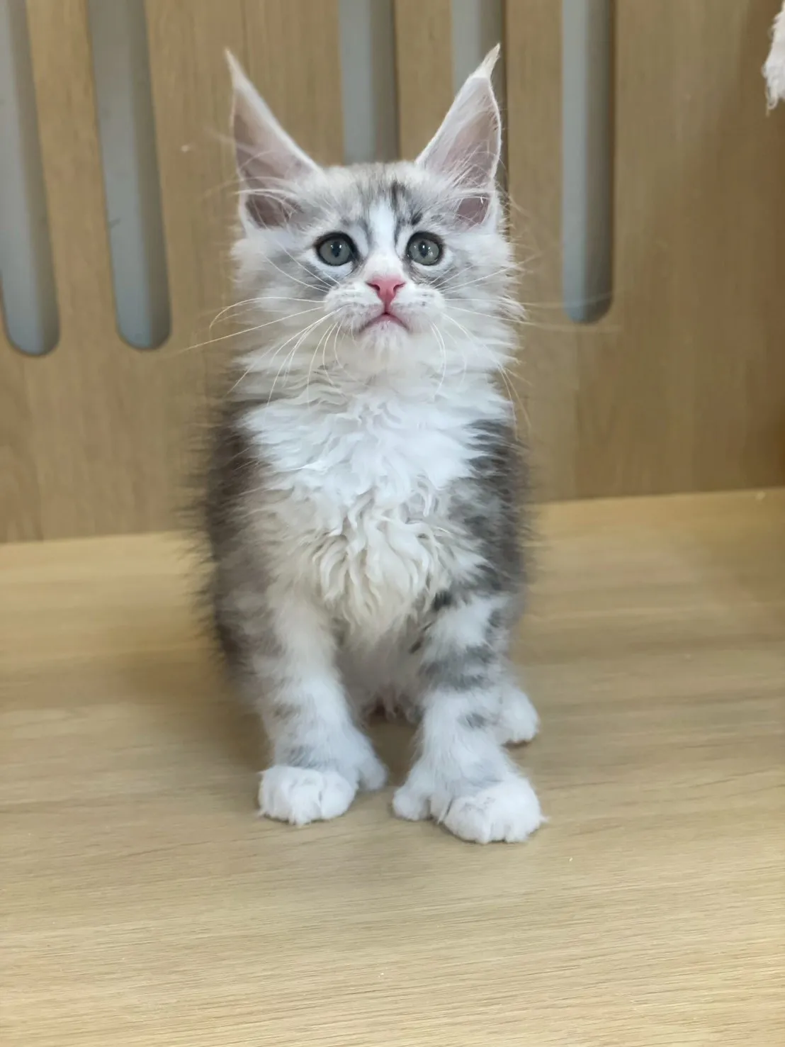 銀加白緬因妹妹出生115/02/05出生