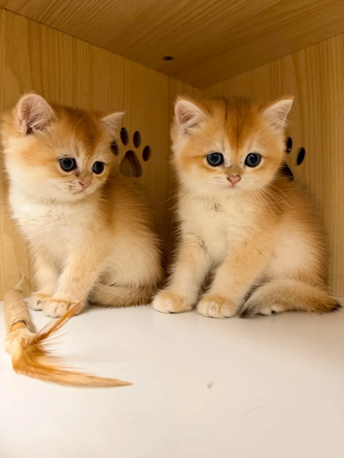 東)熊版金漸層英短弟弟 114/12/20 (金豆