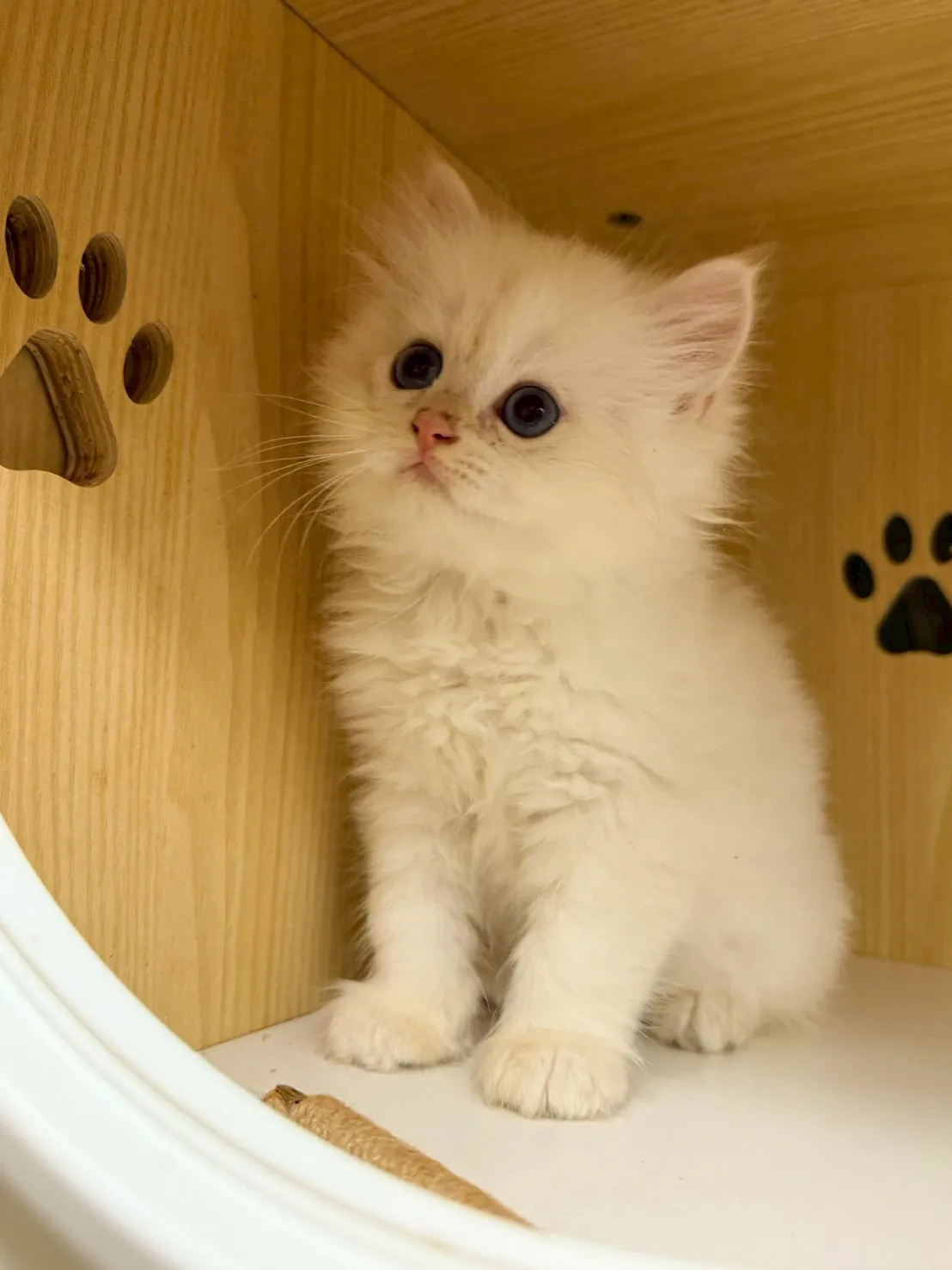 東)熊版重點色英長弟弟 114/12/20 (奶昔