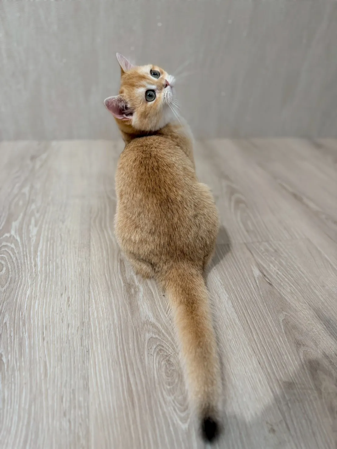 東)金漸層英短妹妹 114/10/10出生 (金古錐-已有家長