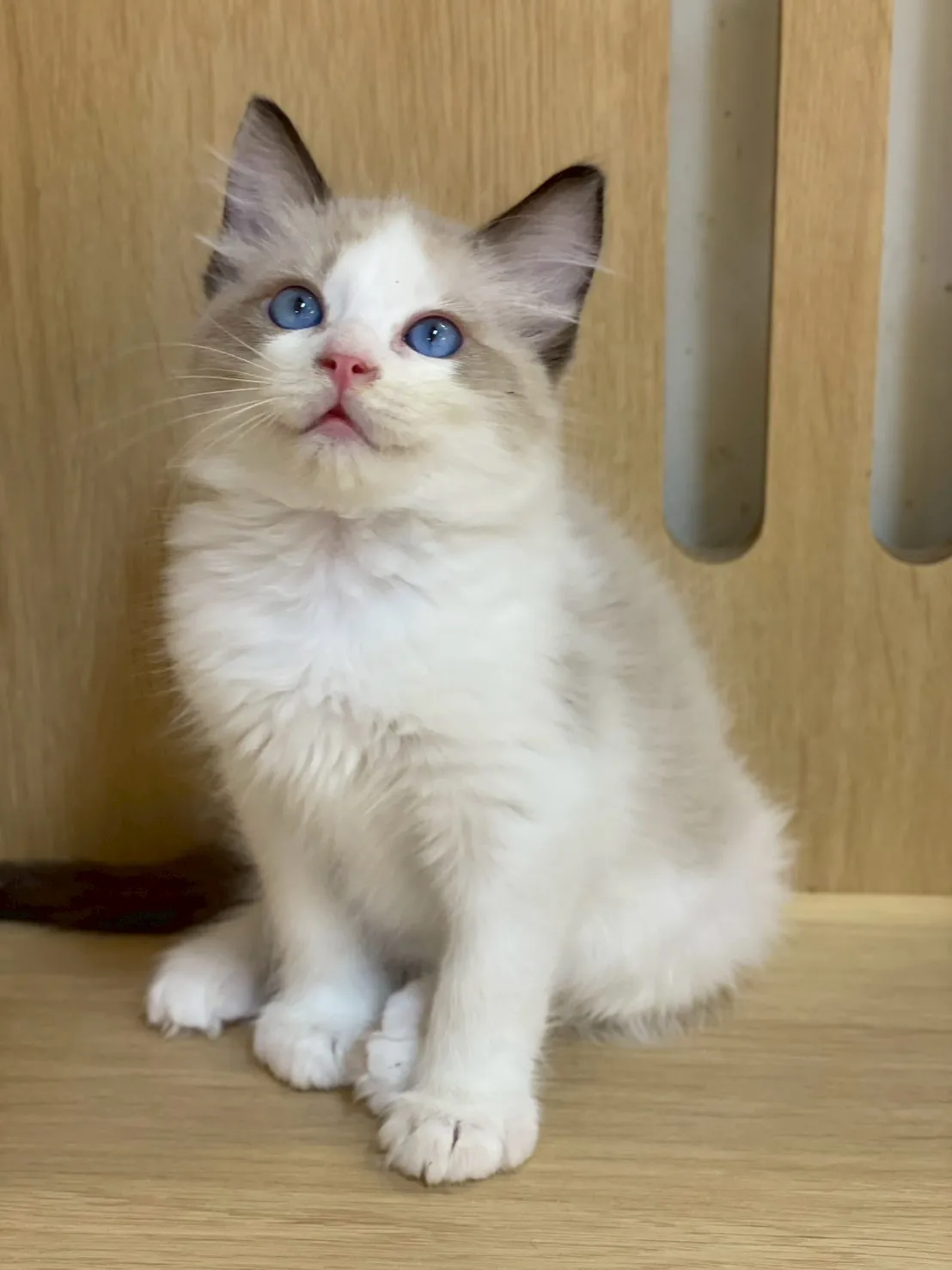 海豹雙色布偶弟弟出生115/01/27出生(朵朵