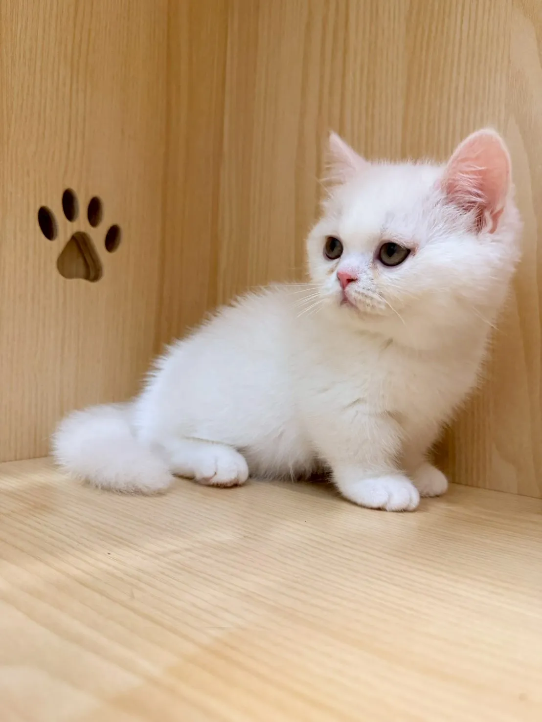 東)曼斥肯妹妹 -蒜香  115/1/13