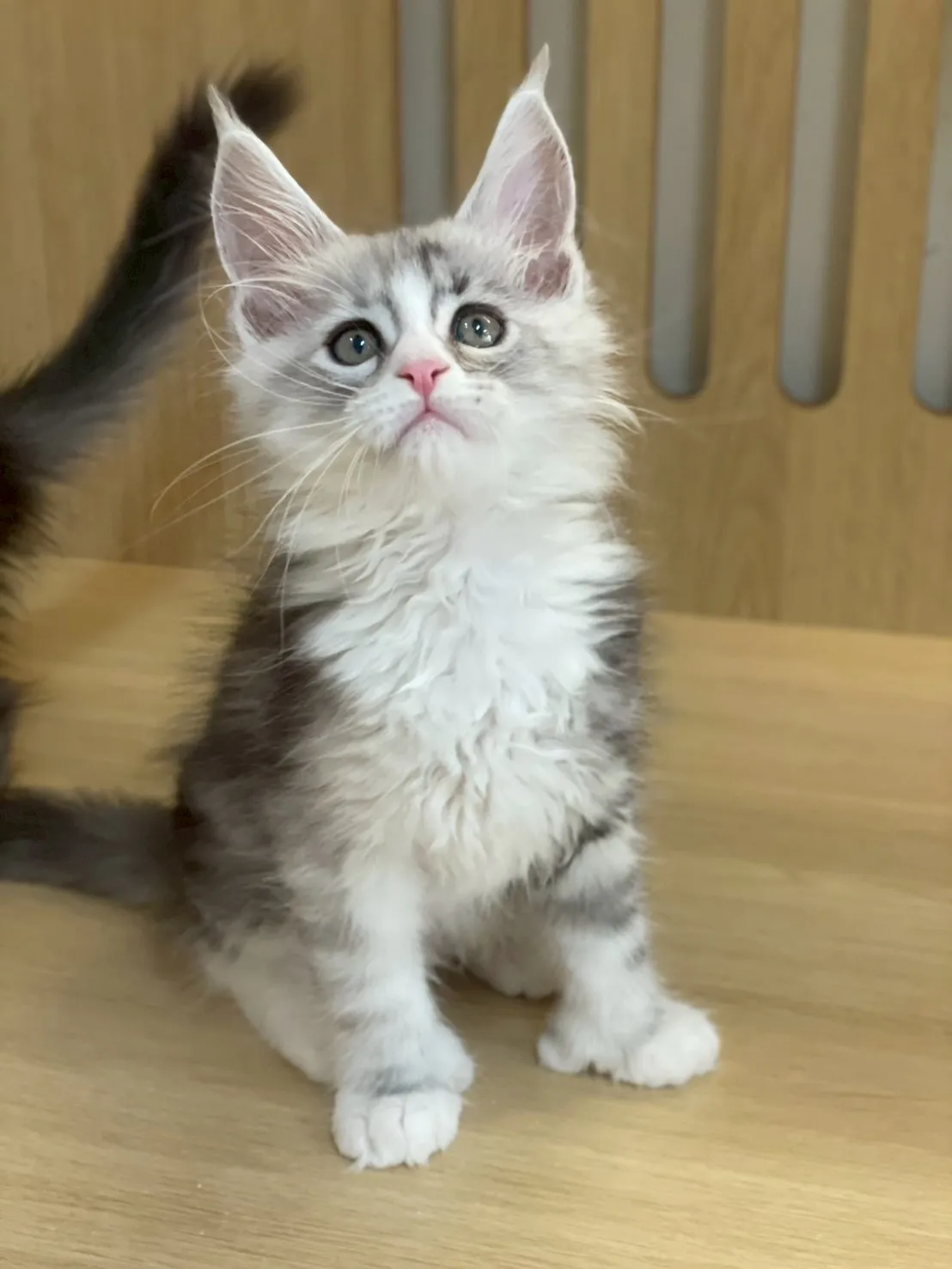 銀加白緬因妹妹出生115/02/05出生