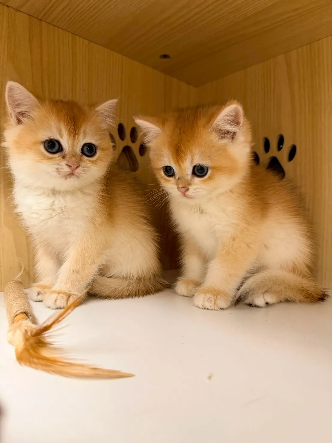 東)熊版金漸層英短弟弟 114/12/20 (金豆