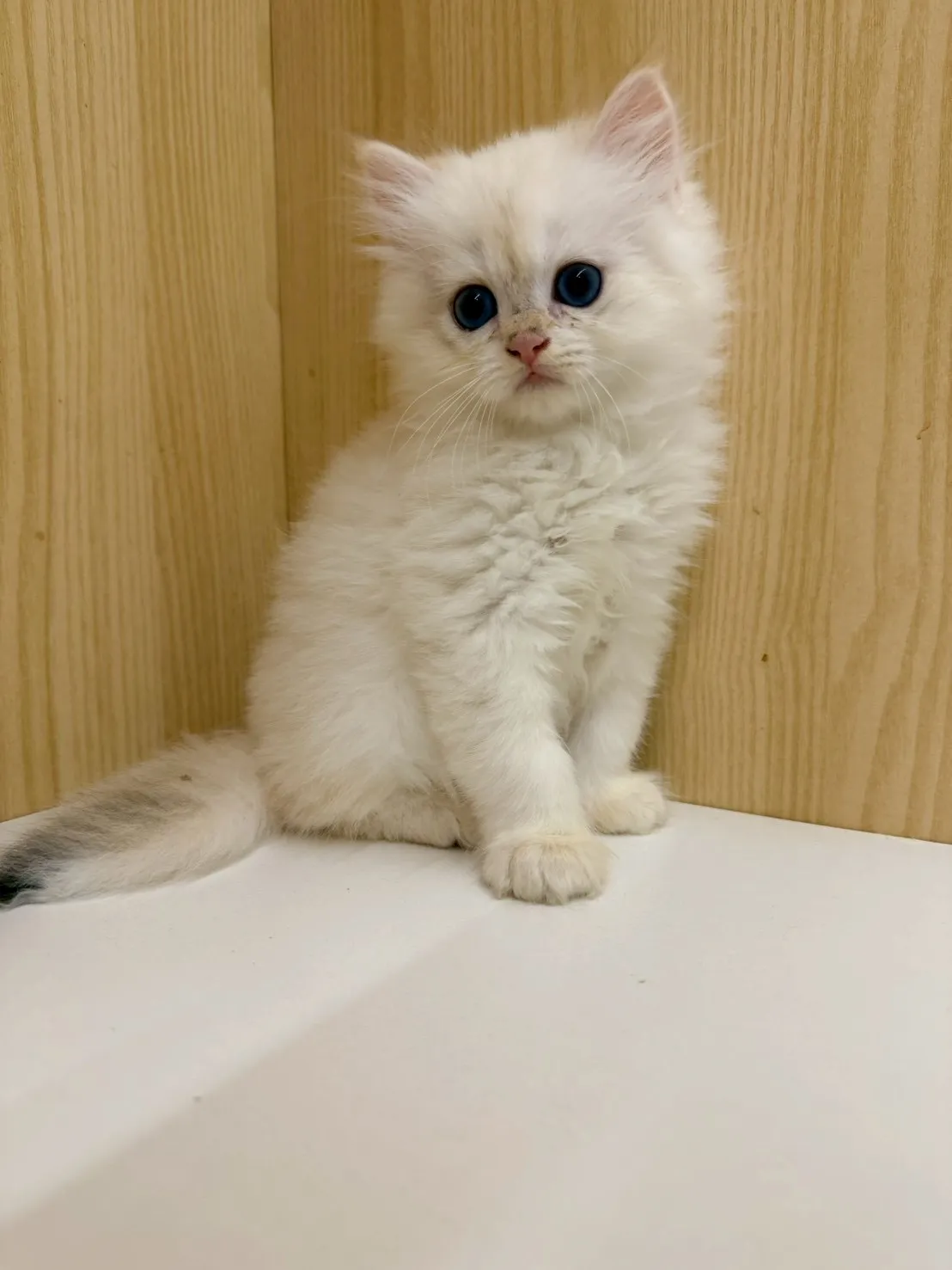 東)熊版重點色英長弟弟 114/12/20 (奶昔