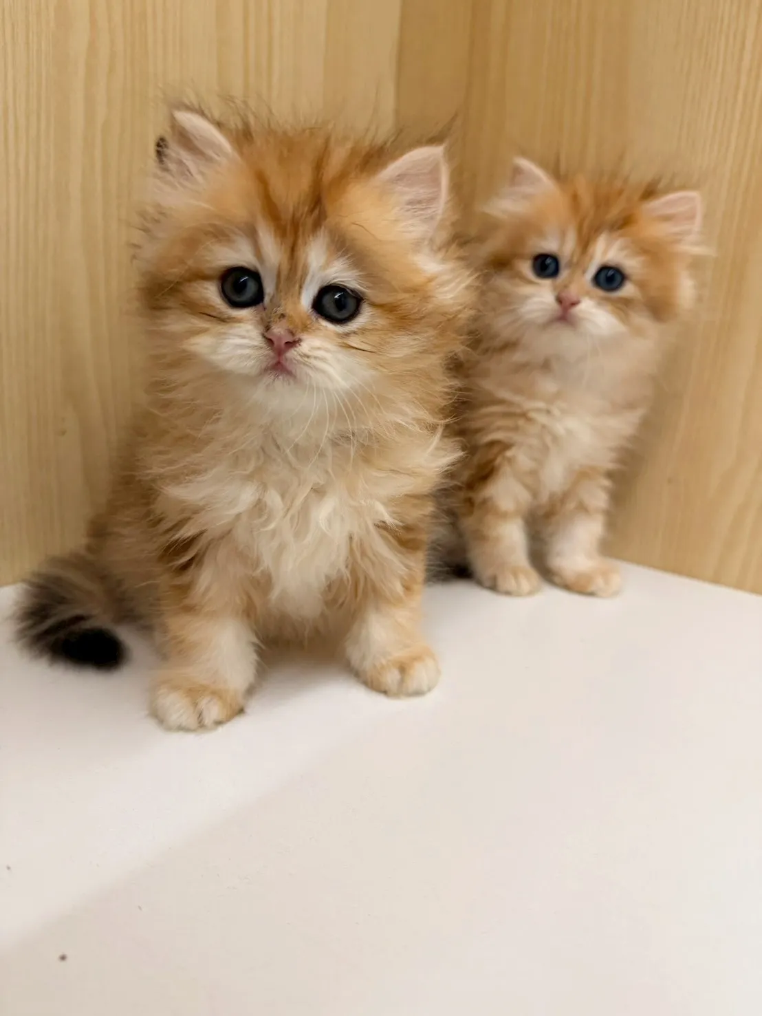 東)熊版金虎斑英長妹妹 114/12/20 (金泡芙